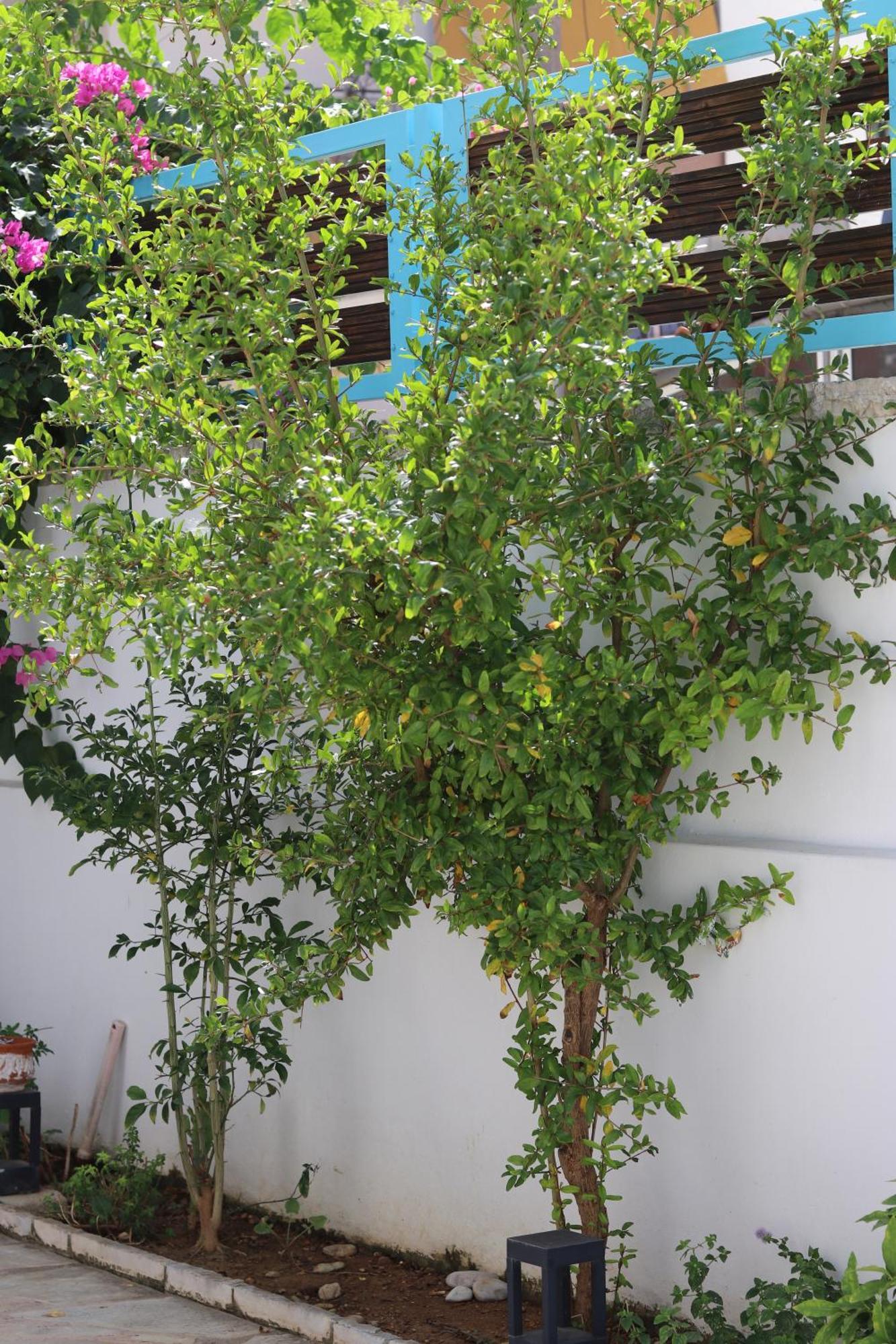 Anemos Himare